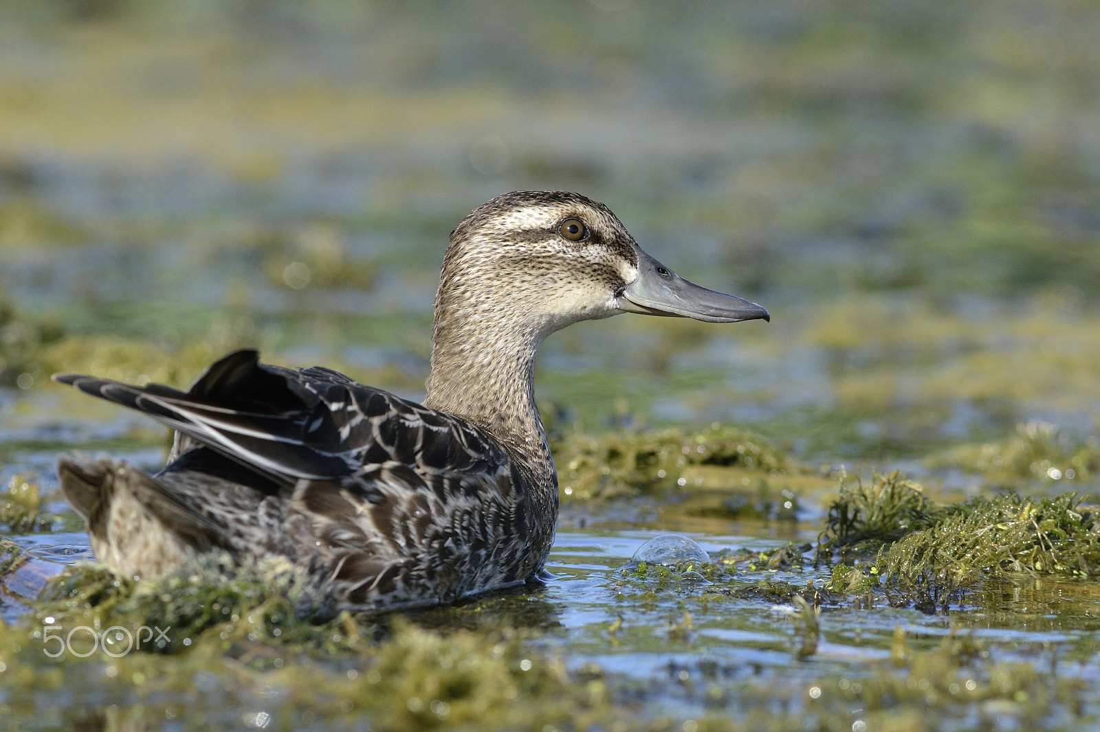 Nikon D7000 + Sigma 300mm F2.8 APO EX DG HSM sample photo. Garganey photography