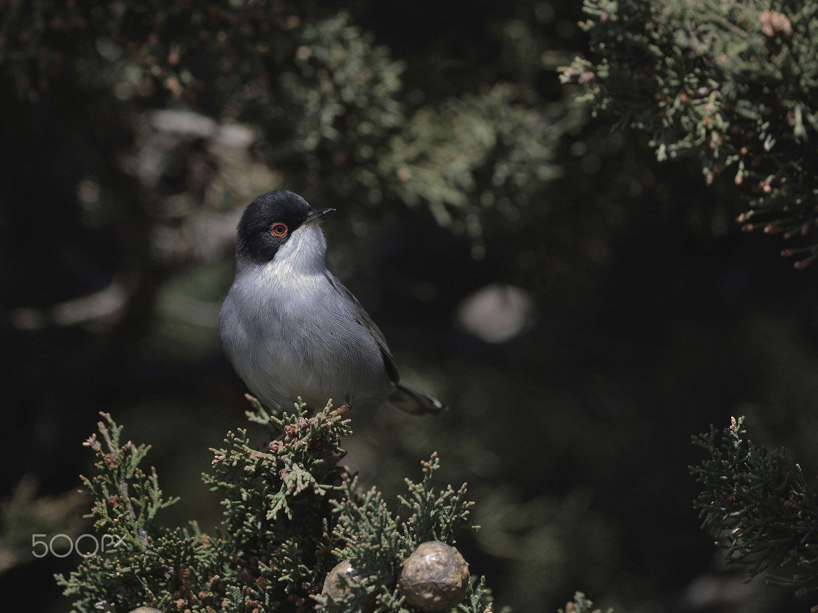 Nikon D7100 + Nikon AF-S Nikkor 500mm F4G ED VR sample photo. Greek nature photography