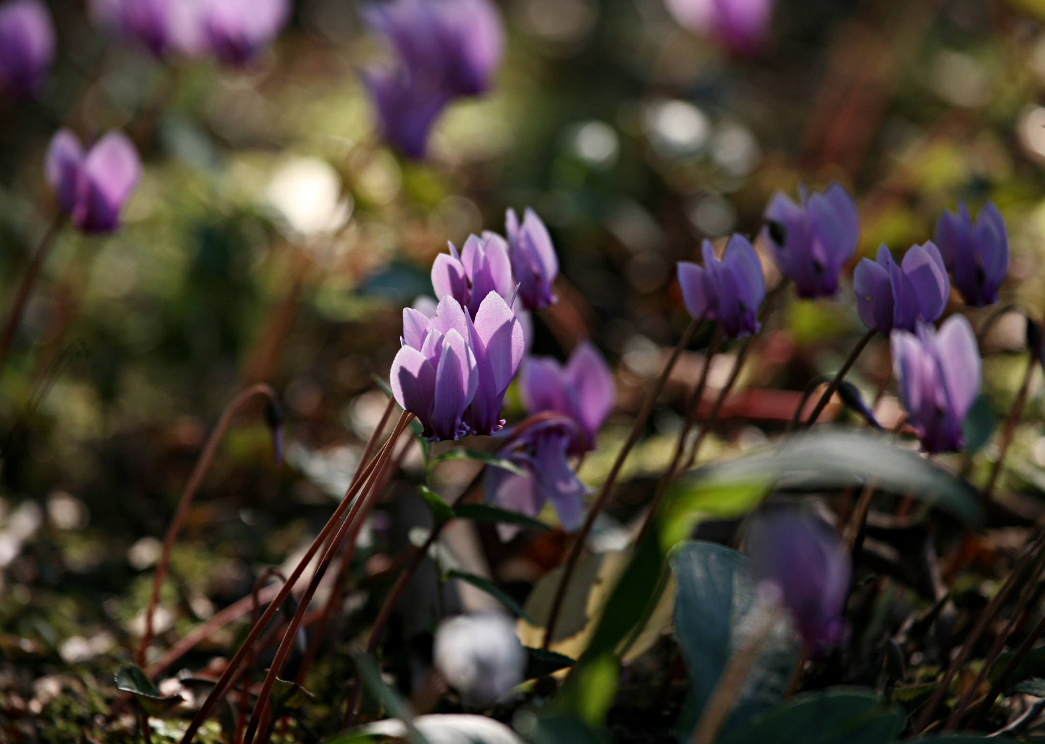 Canon EOS 5D + Canon EF 100-400mm F4.5-5.6L IS USM sample photo. Small beauties photography