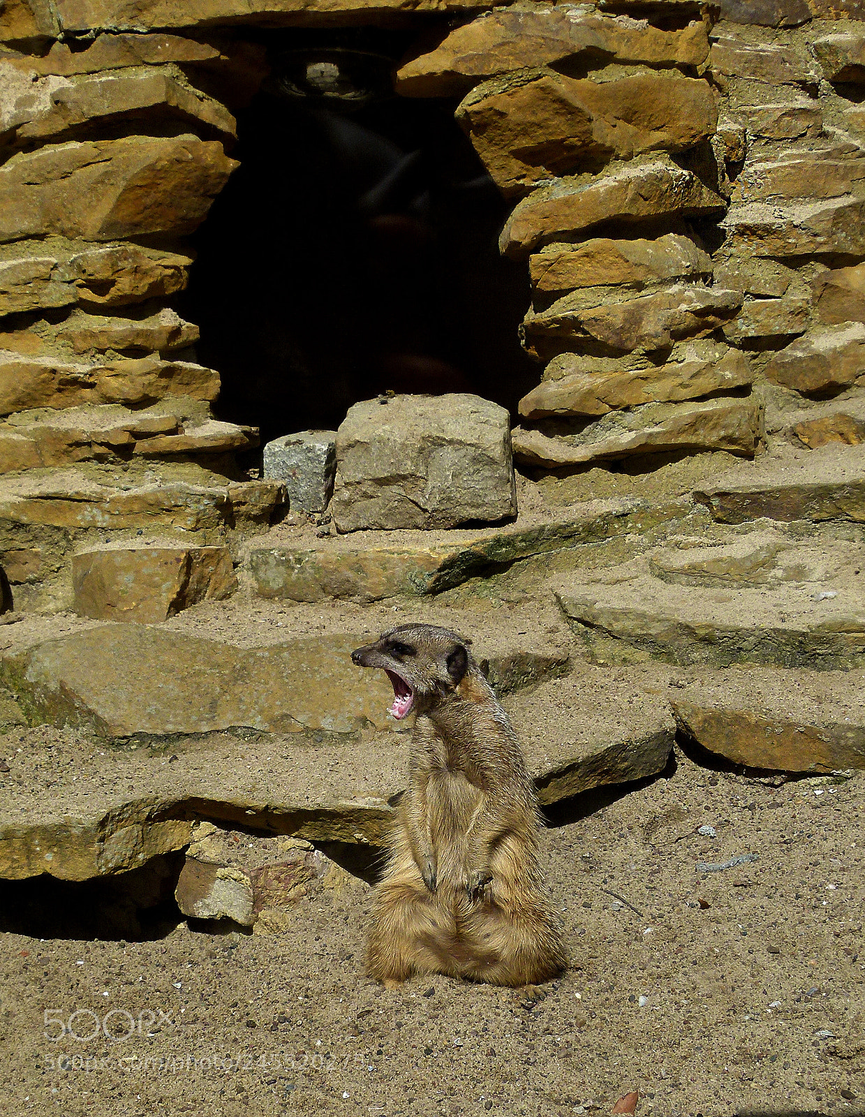 Panasonic Lumix DMC-FZ100 sample photo. Yawning meerkat photography