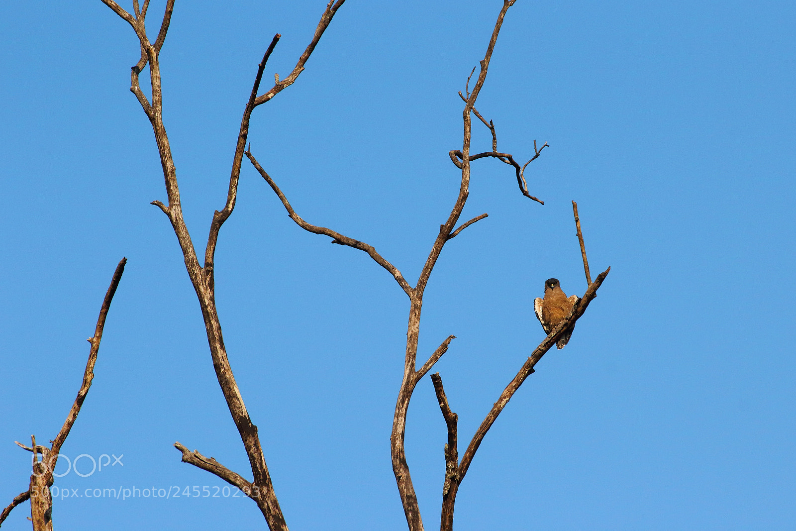 Canon EF-S 55-250mm F4-5.6 IS II sample photo. An observer from afar photography