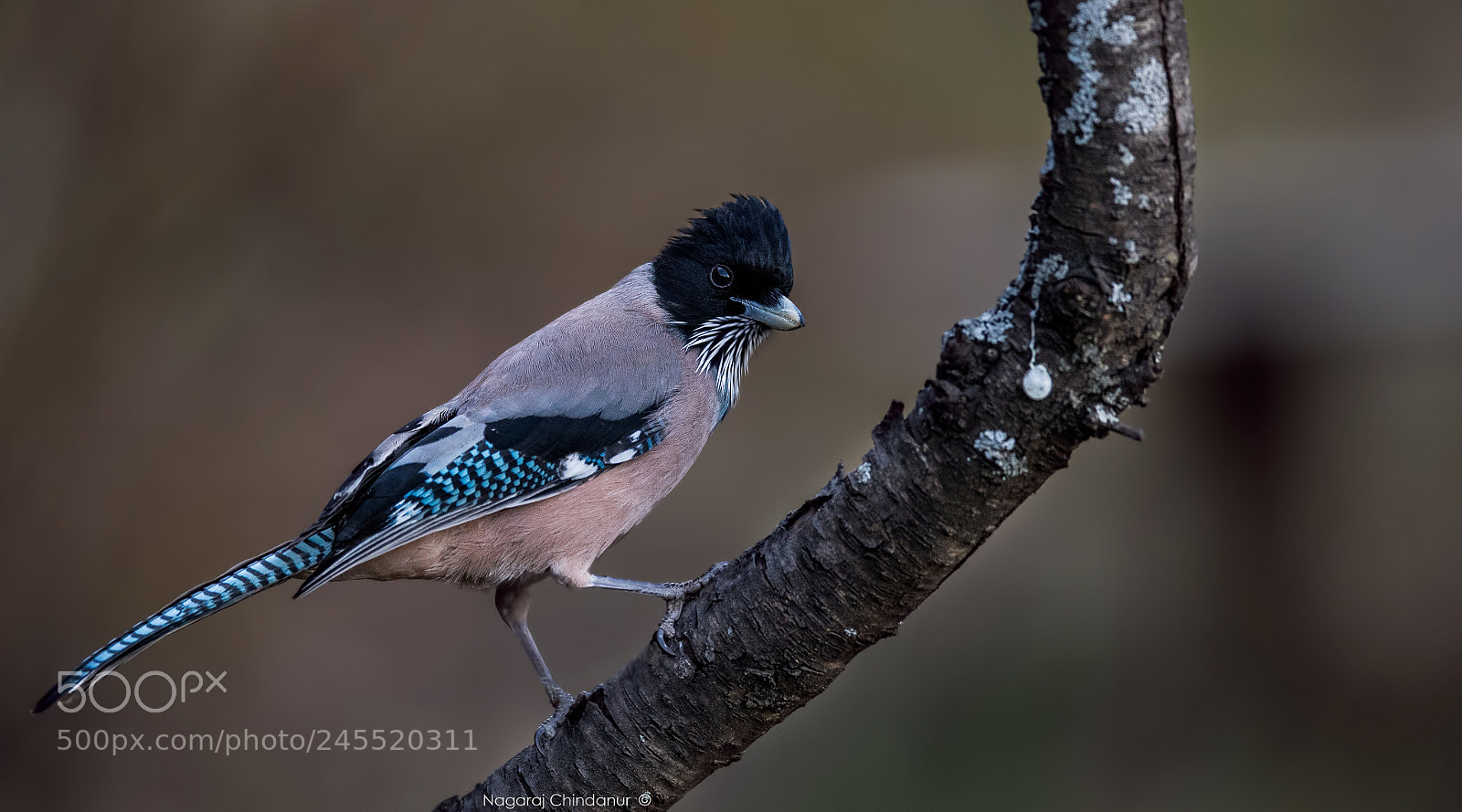 Nikon D5 sample photo. Black-headed jay photography