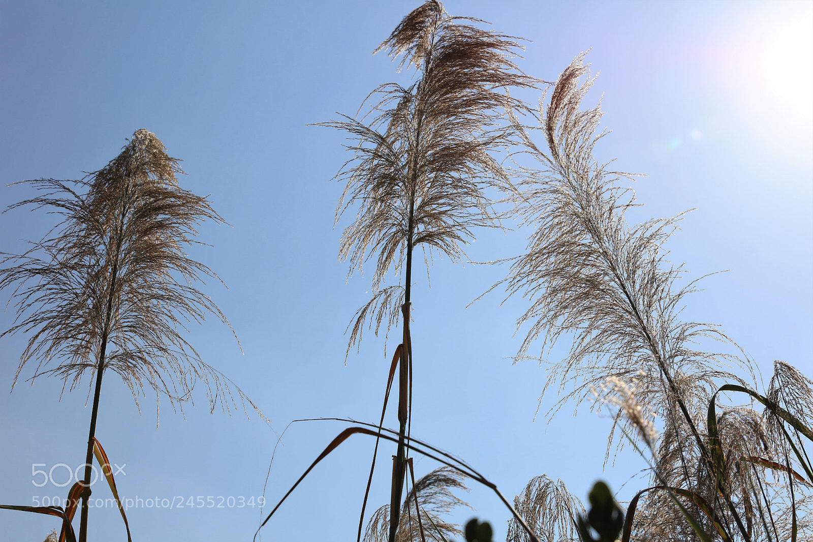 Canon EOS 5DS R sample photo. Miscanthus photography