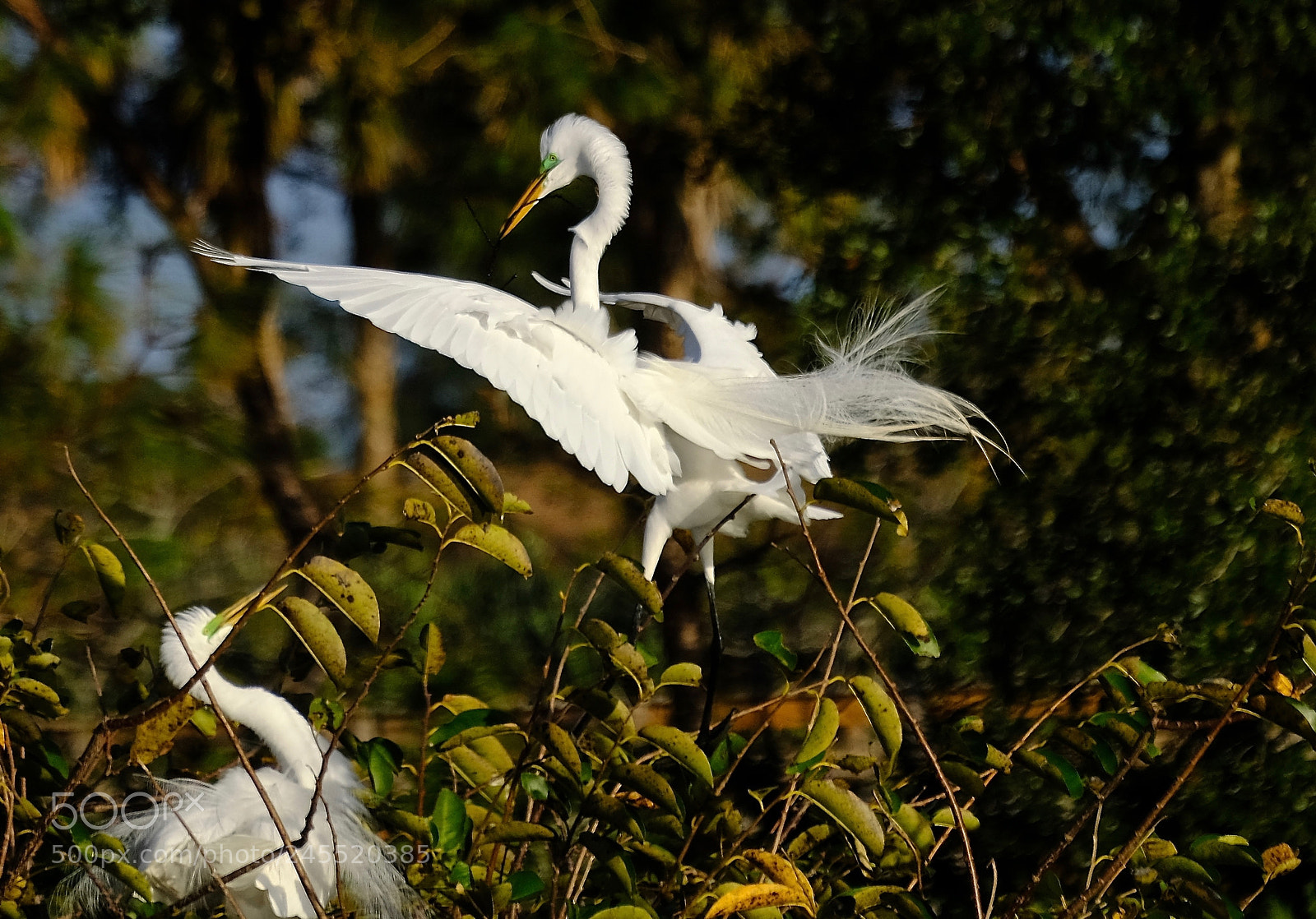 Fujifilm X-T2 sample photo. Nesting season photography