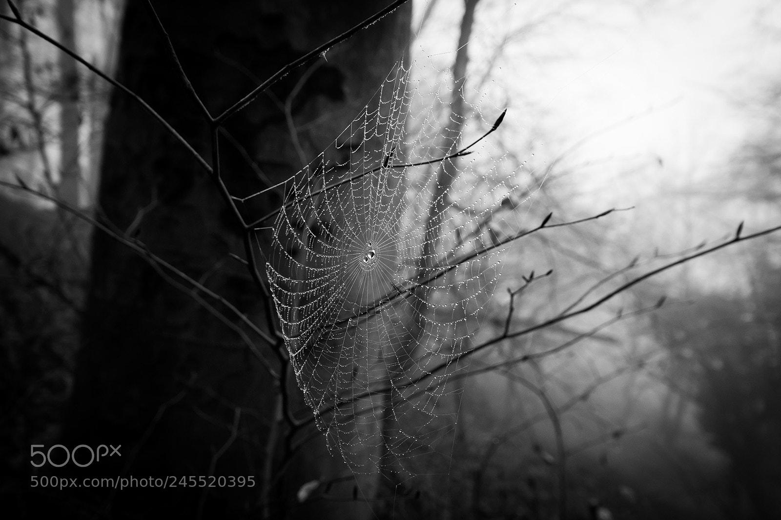 Fujifilm X-T2 sample photo. Winter photography