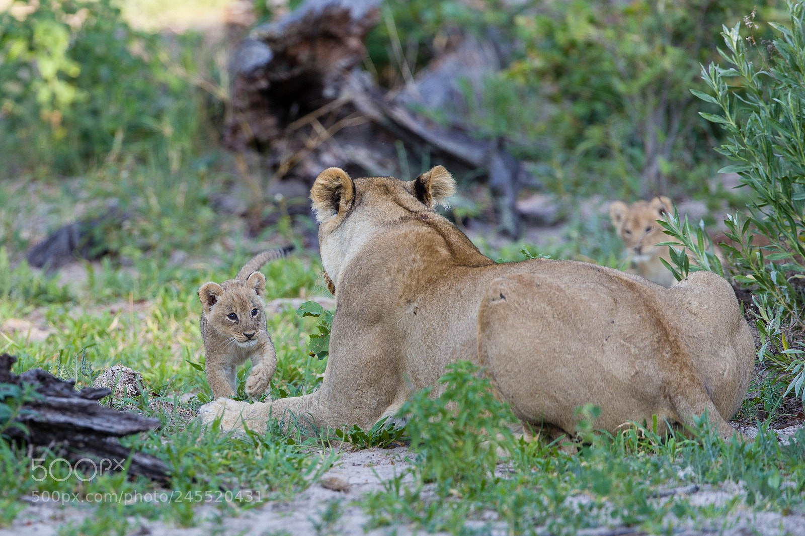 Canon EOS-1D X Mark II sample photo. A lioness with two photography