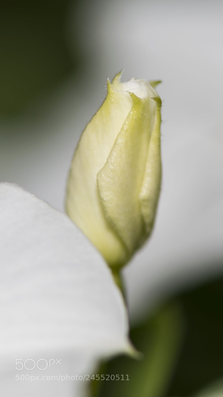 Nikon D500 sample photo. Flower photography