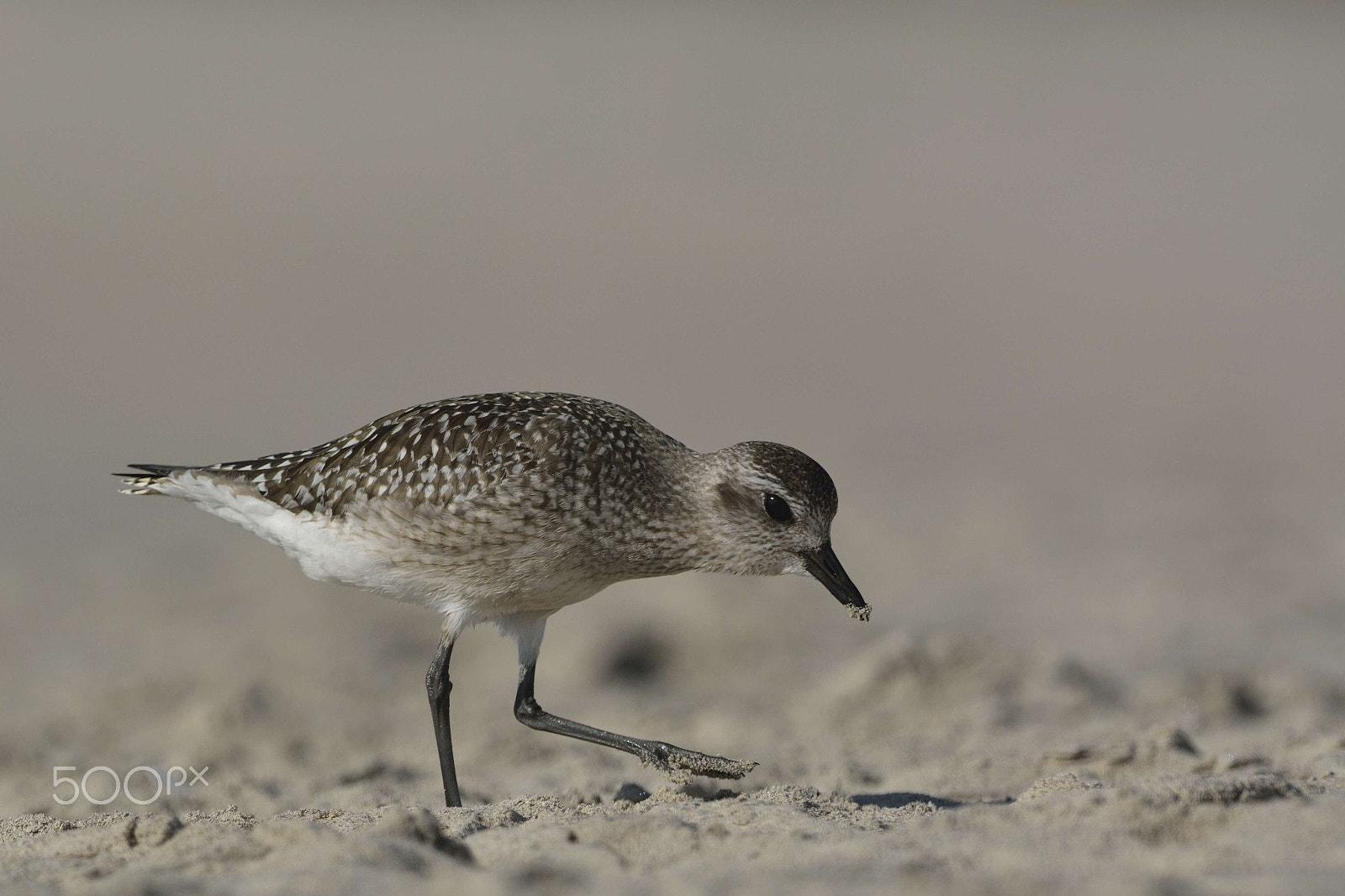 Nikon D7100 sample photo. Grey plover photography