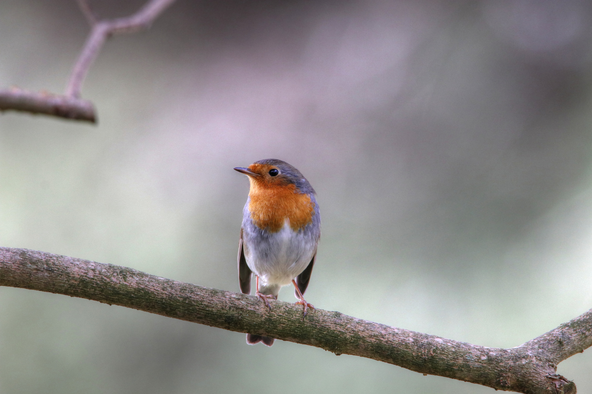Sigma 150-600mm F5-6.3 DG OS HSM | C sample photo. Oiseau rouge gorge erithacus rubecula () photography