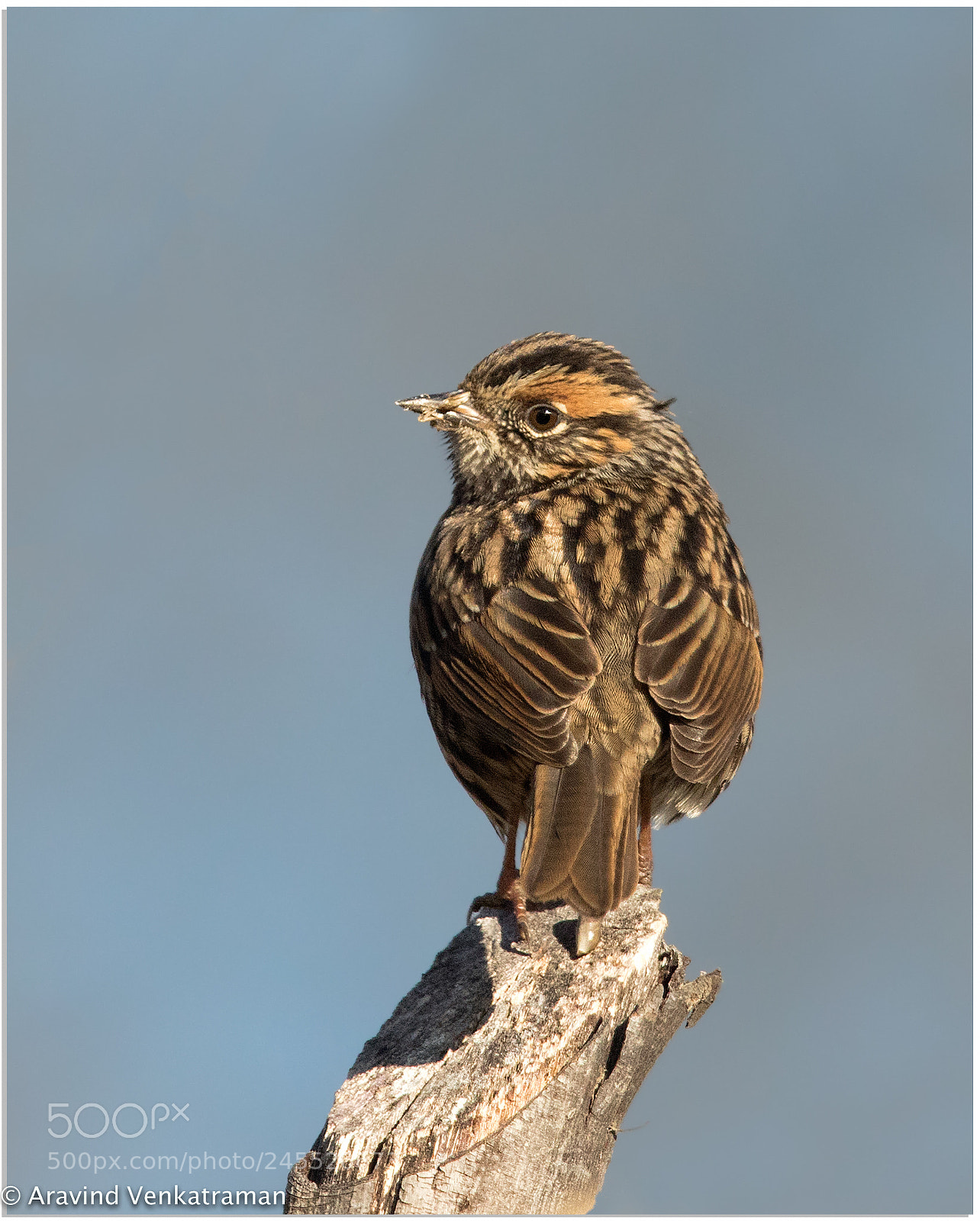 Canon EOS 7D Mark II sample photo. Rufous breasted accentor photography