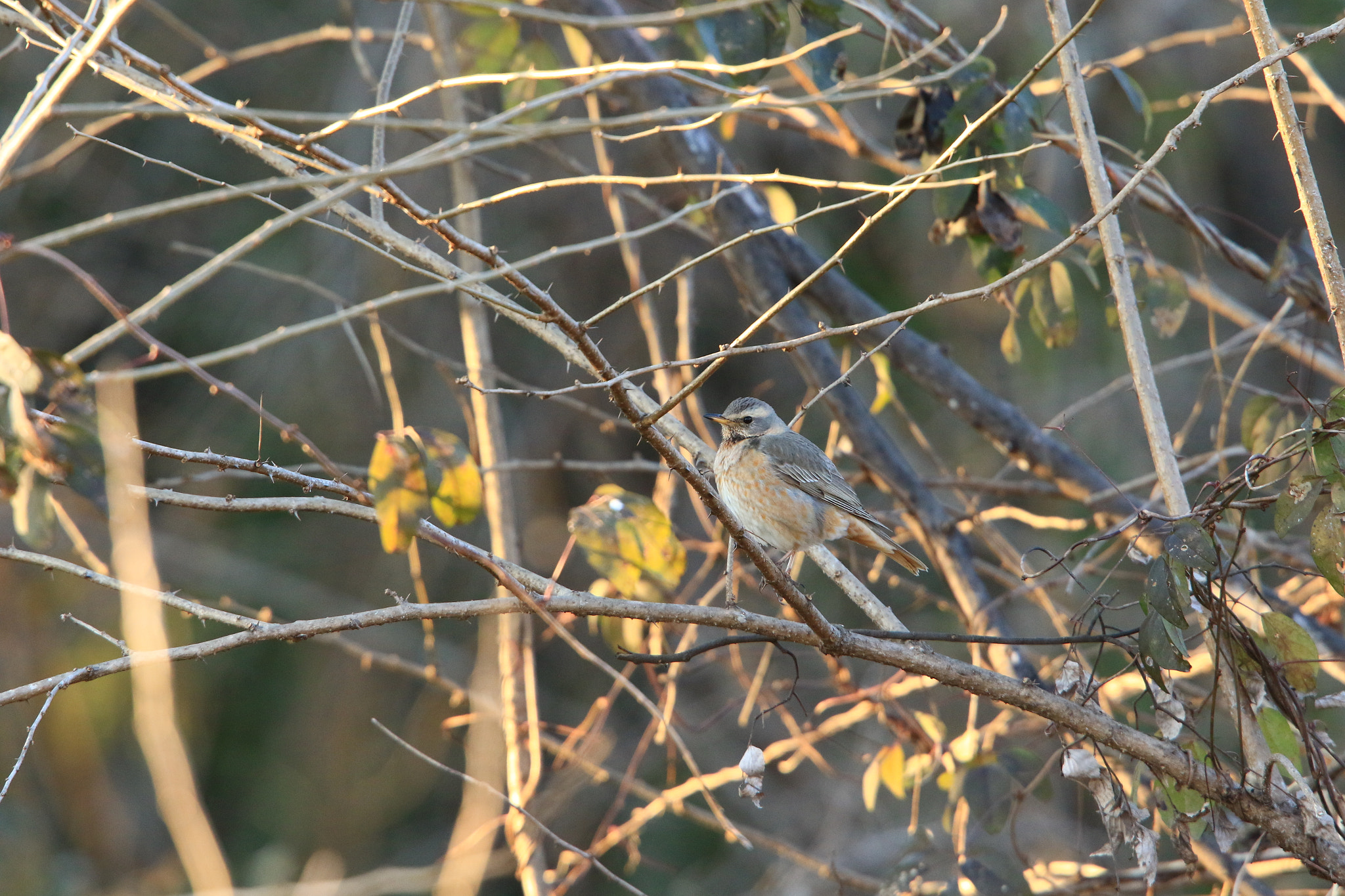 Canon EF 400mm F2.8L IS USM sample photo. ハチジョウツグミ photography