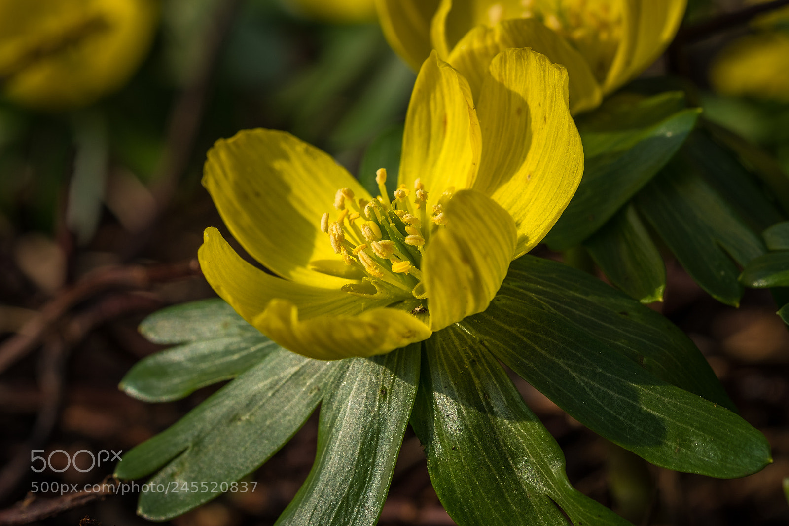 Fujifilm X-T1 sample photo. Winterling (eranthis hyemalis) photography