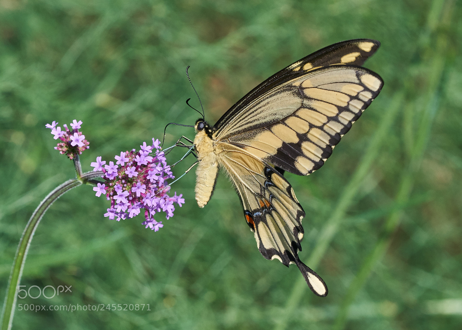 Sony a7R II sample photo. Giant swallowtail photography