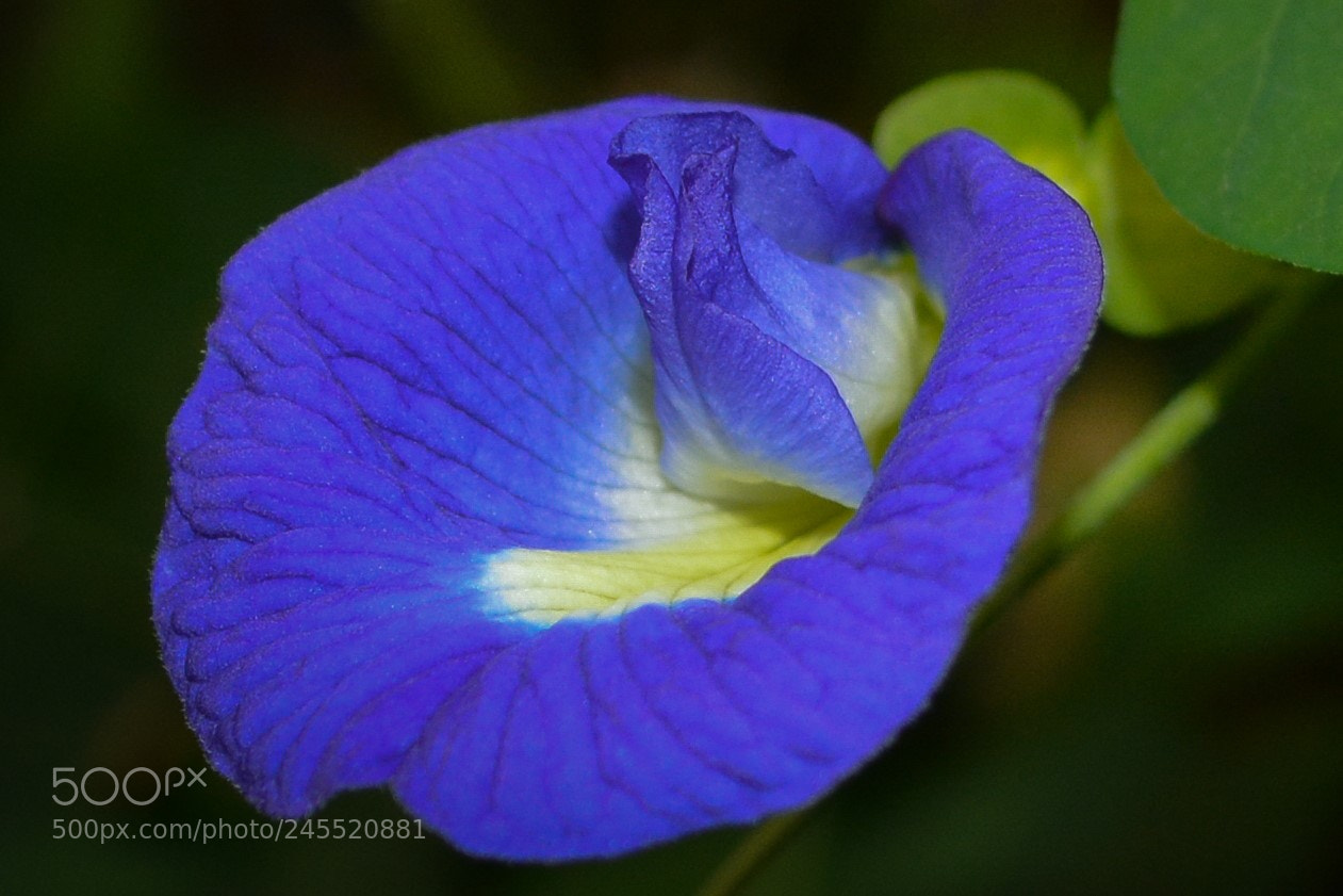 Nikon D5200 sample photo. Flower photography