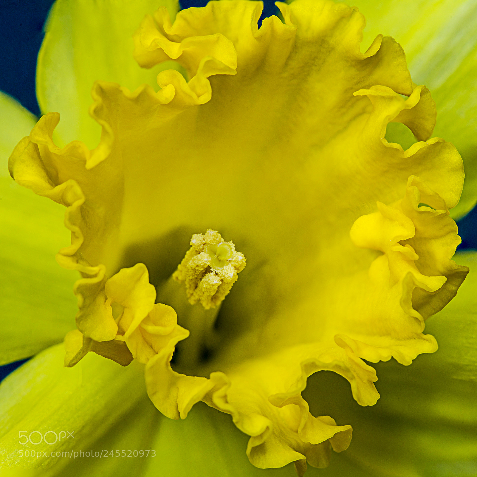 Canon EOS 6D sample photo. Daffodil photography