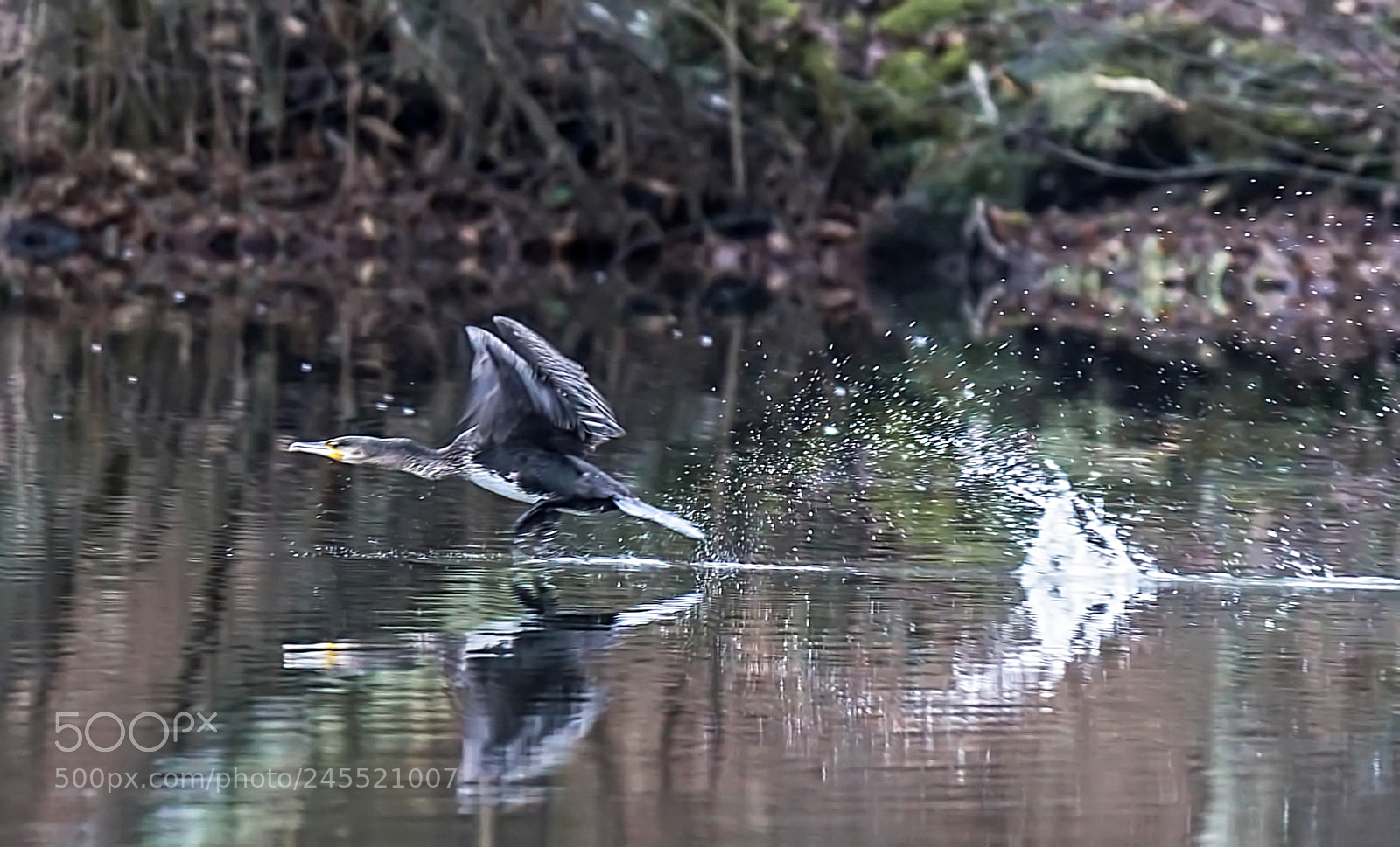 Sony a7R II sample photo. Kormoran leave it fishing photography