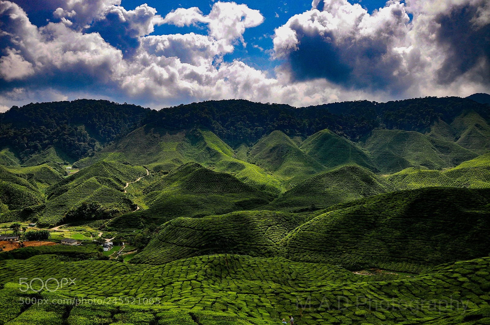 Nikon D90 sample photo. Tea farm boh cameron photography
