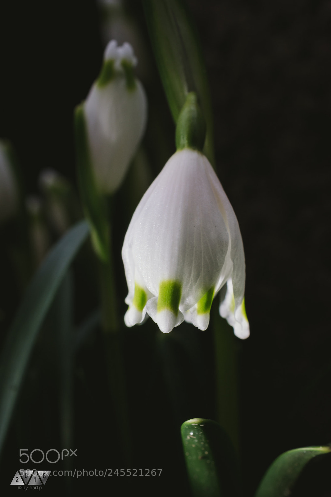 Nikon D7200 sample photo. Frühlingsbote photography