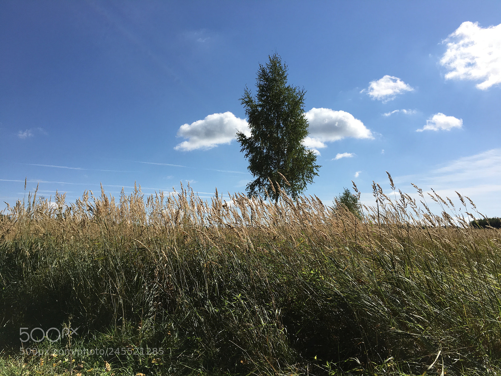 Apple iPhone 6s sample photo. Untitled photography