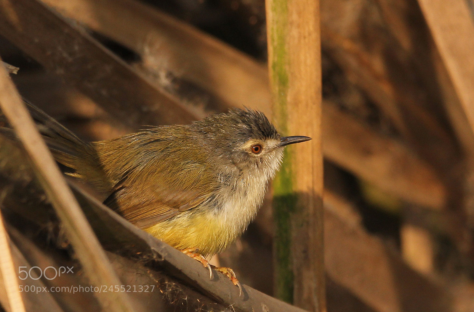 Canon EOS 60D sample photo. Yellow bellied prinia photography