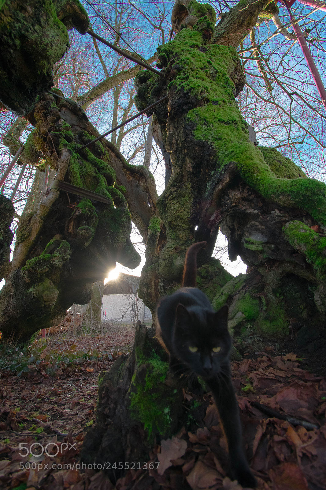 Nikon D5500 sample photo. Cat in tree photography