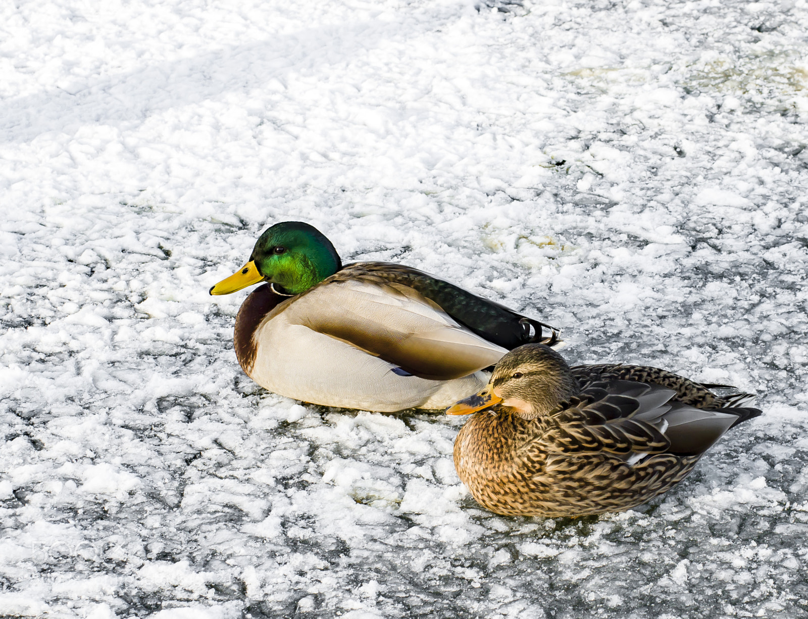 Olympus PEN E-PL7 sample photo. Ducks photography