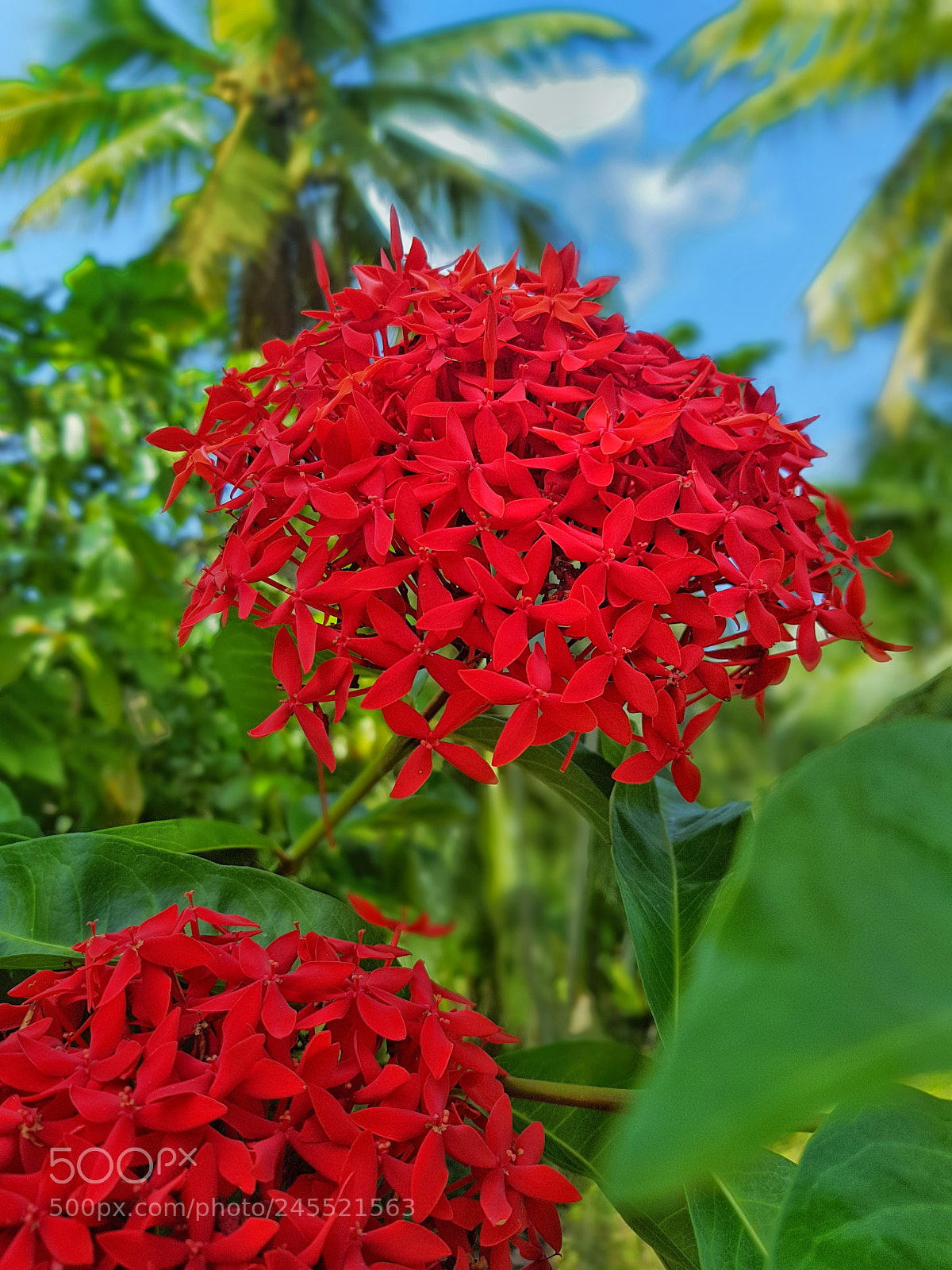 Samsung Galaxy S8+ sample photo. Icaco photography
