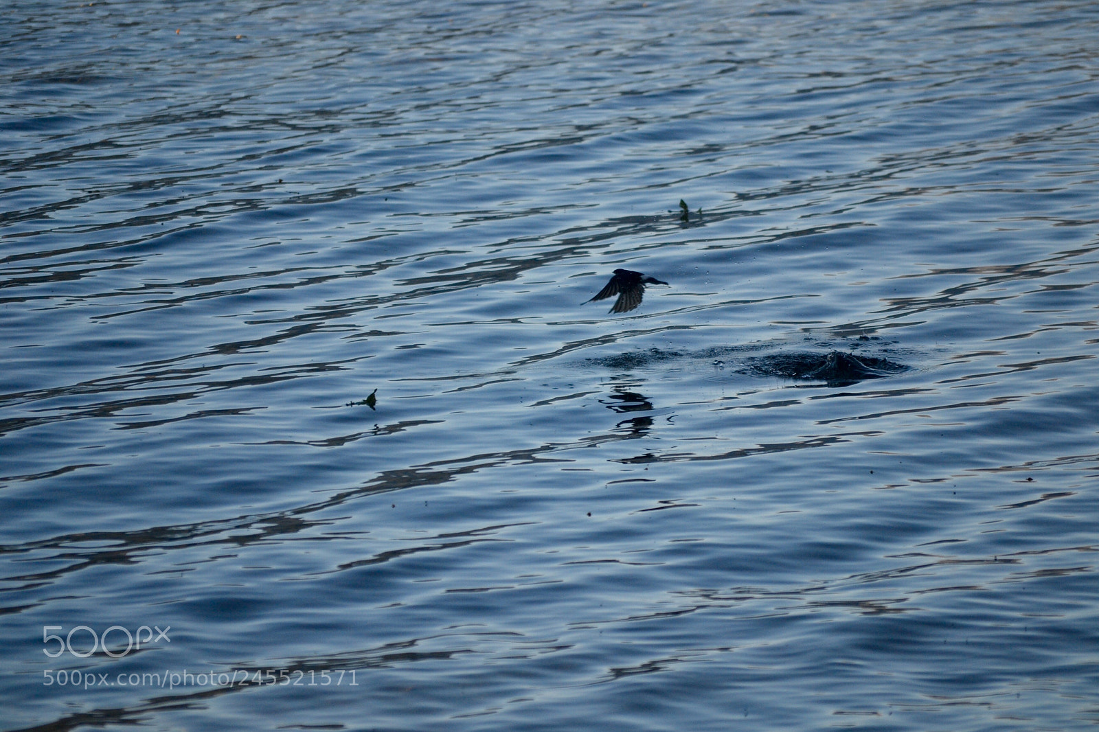 Nikon D3100 sample photo. Hirundo rustica photography