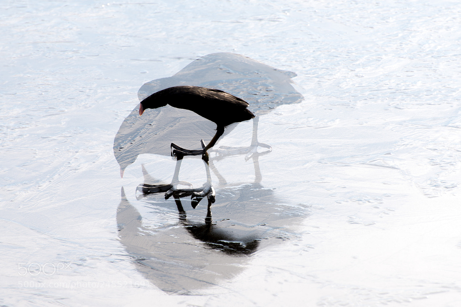 Nikon D600 sample photo. Walking on water photography
