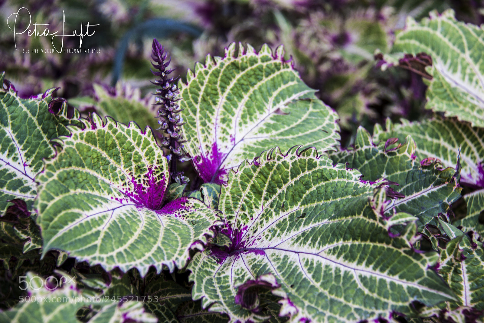 Canon EOS 50D sample photo. Green and purple photography