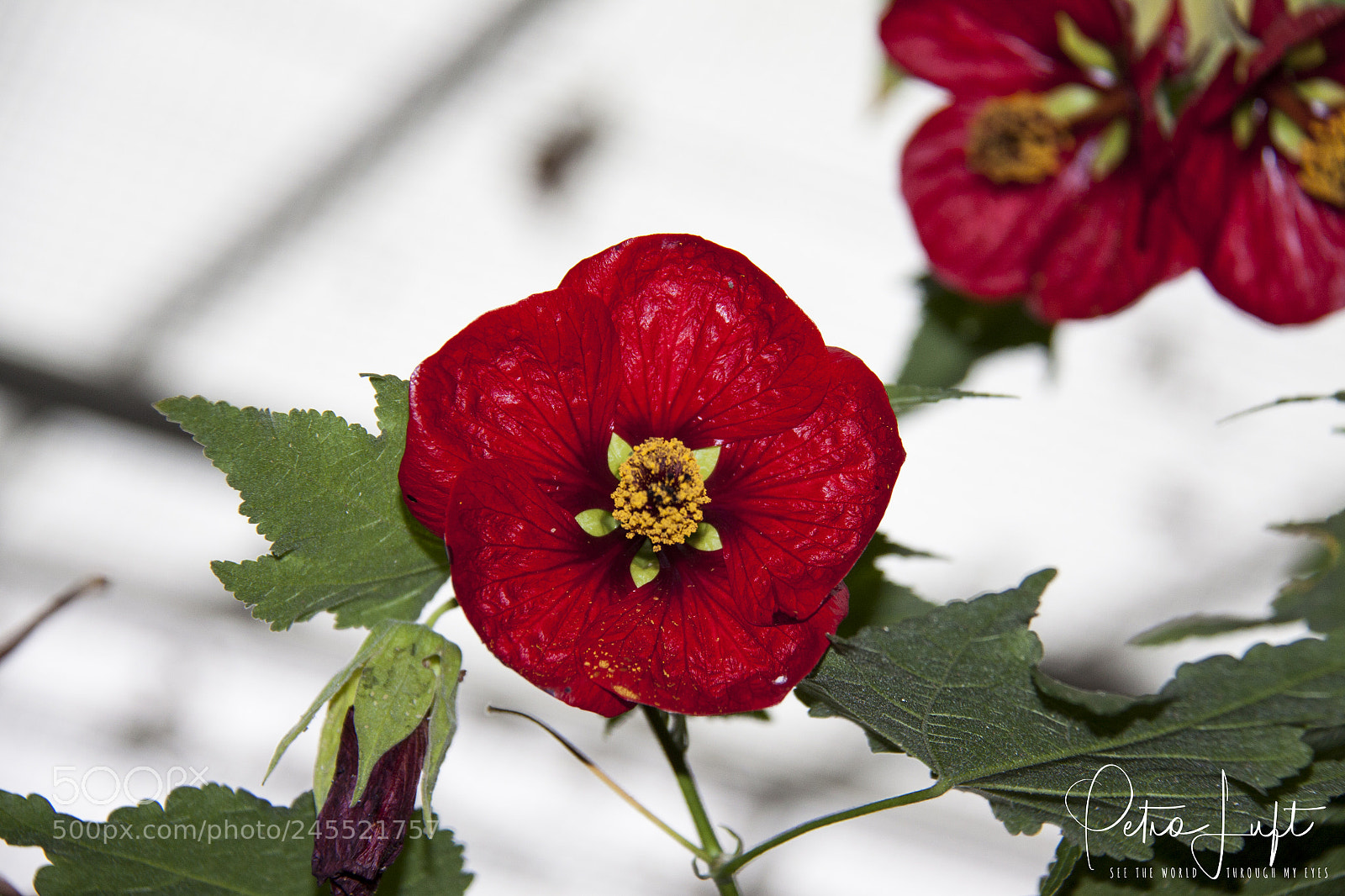 Canon EOS 50D sample photo. Red flower photography