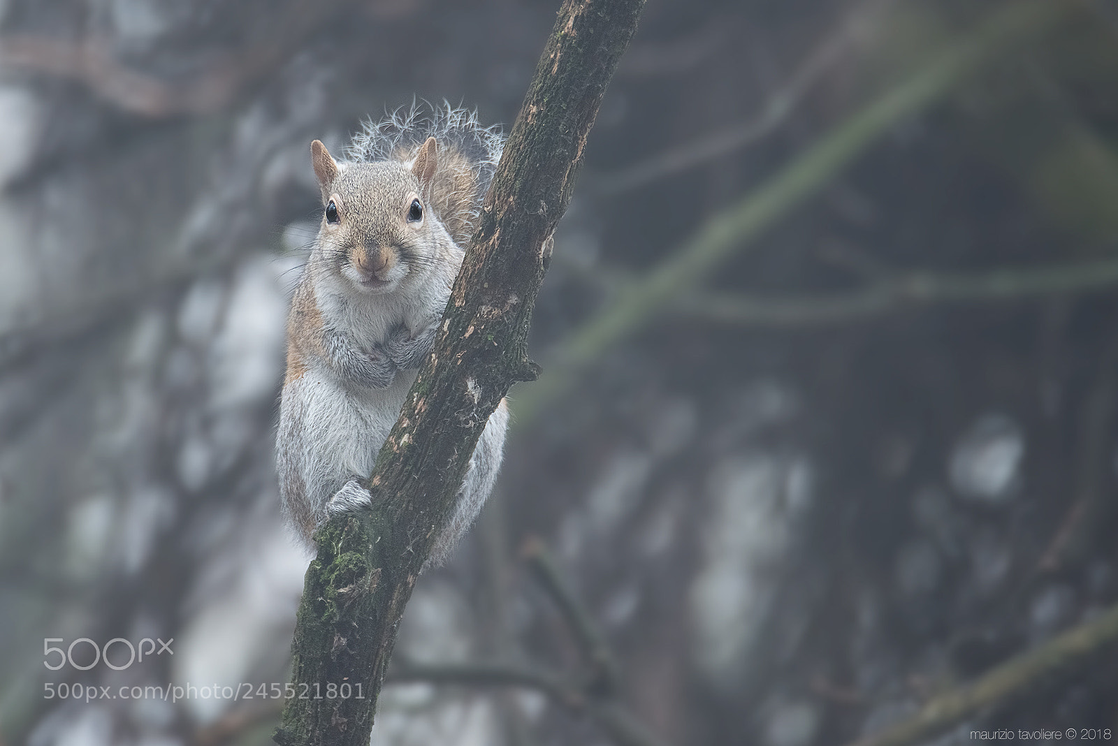 Nikon D800 sample photo. Squirrel .. photography