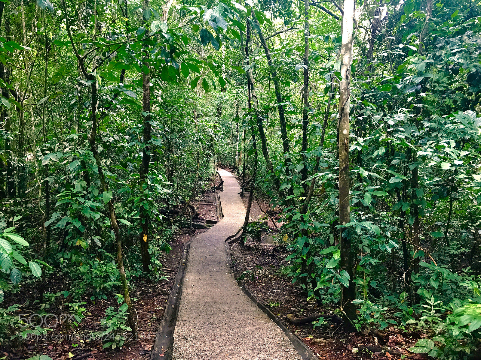 Apple iPhone 7 sample photo. Manuel antonio forest, costa photography