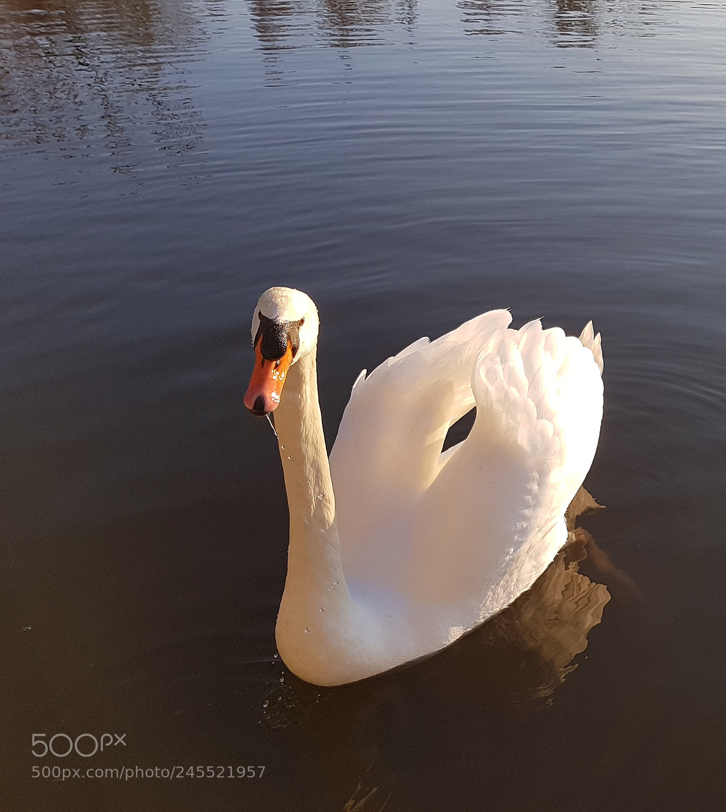 Samsung Galaxy S7 sample photo. Signe photography
