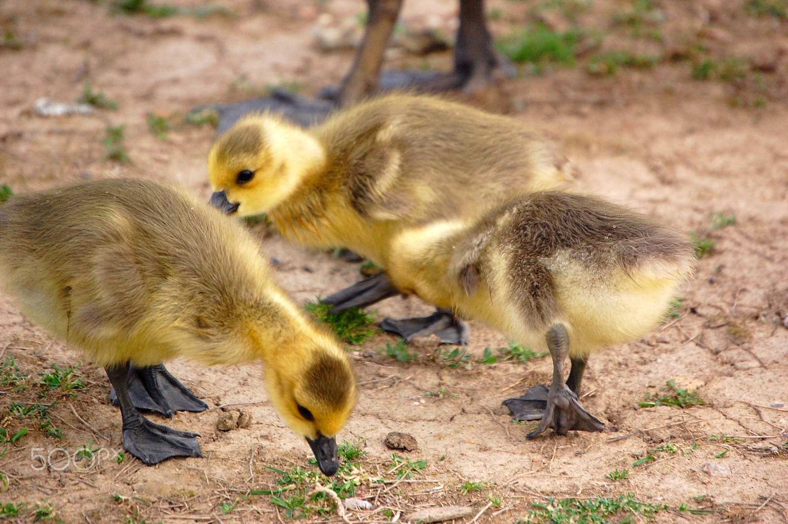 Nikon D40 sample photo. Goose down photography