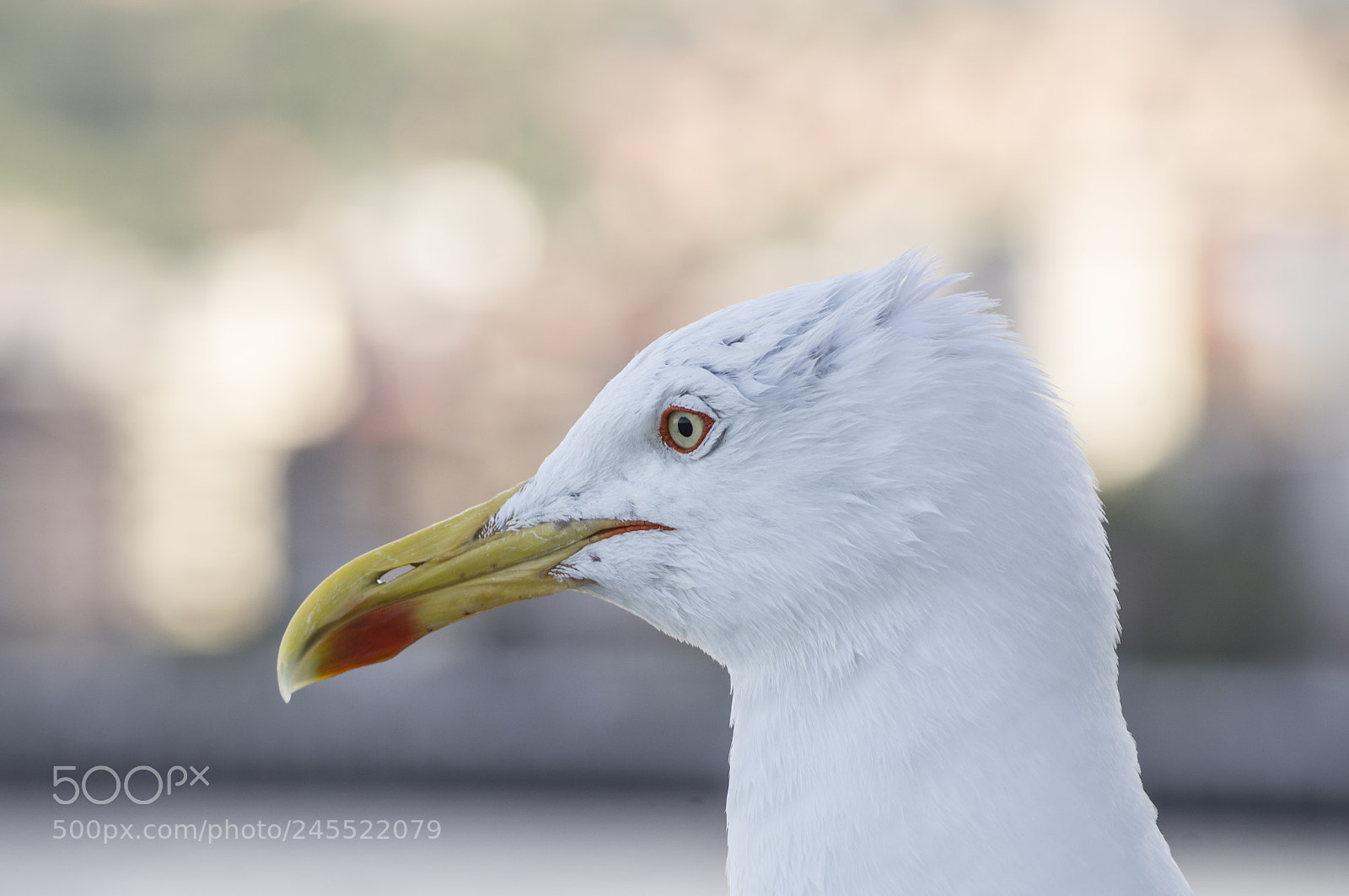 Sony SLT-A37 sample photo. Gaviota perfil photography