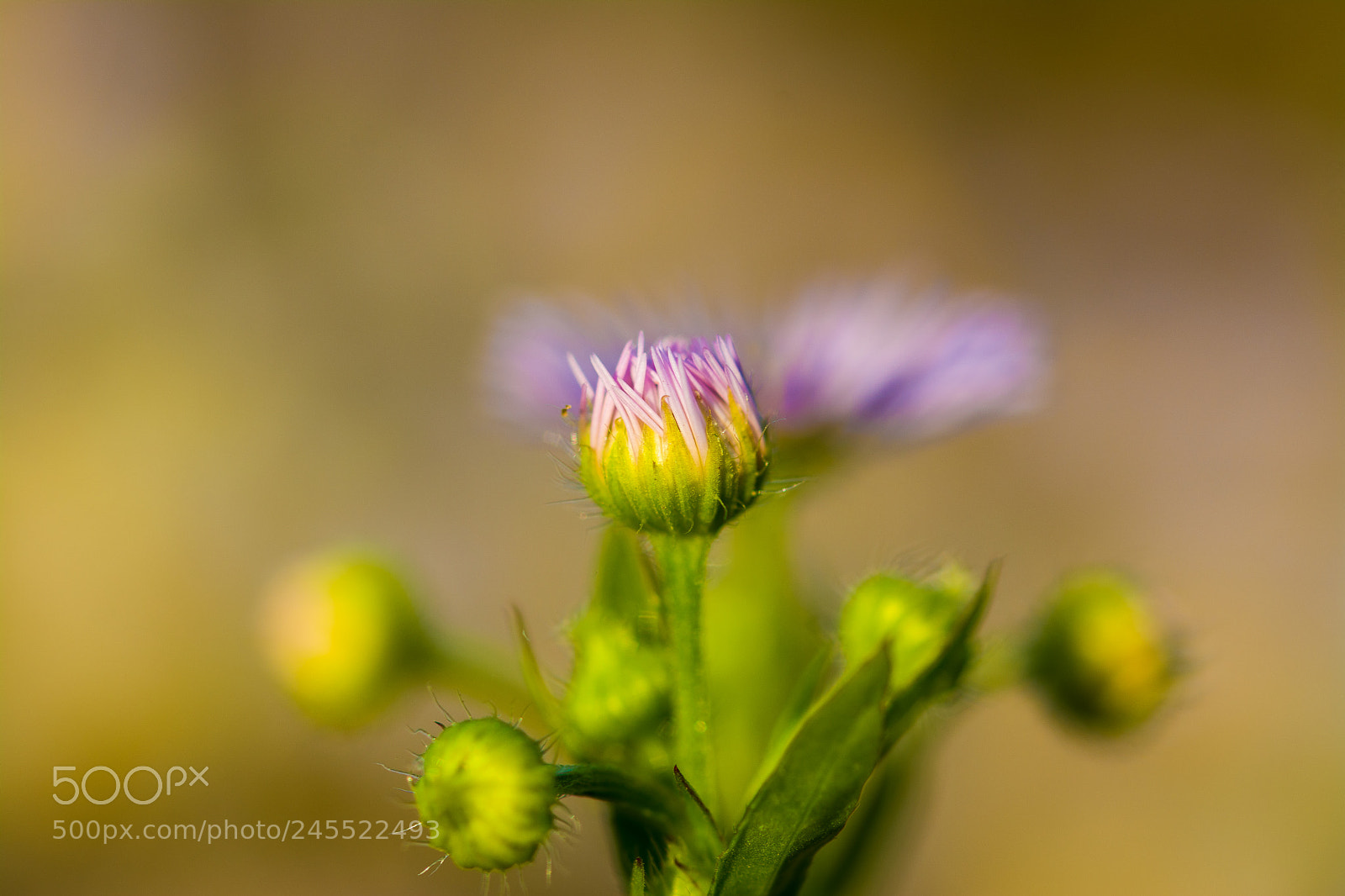 Nikon D7100 sample photo. Bud photography