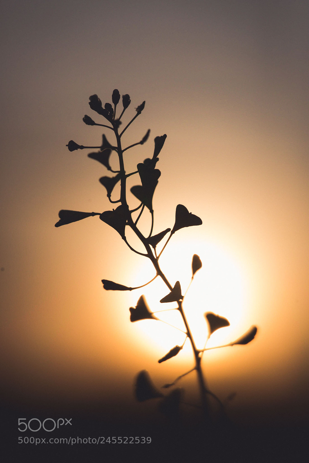 Nikon D610 sample photo. Butterfly hearts photography