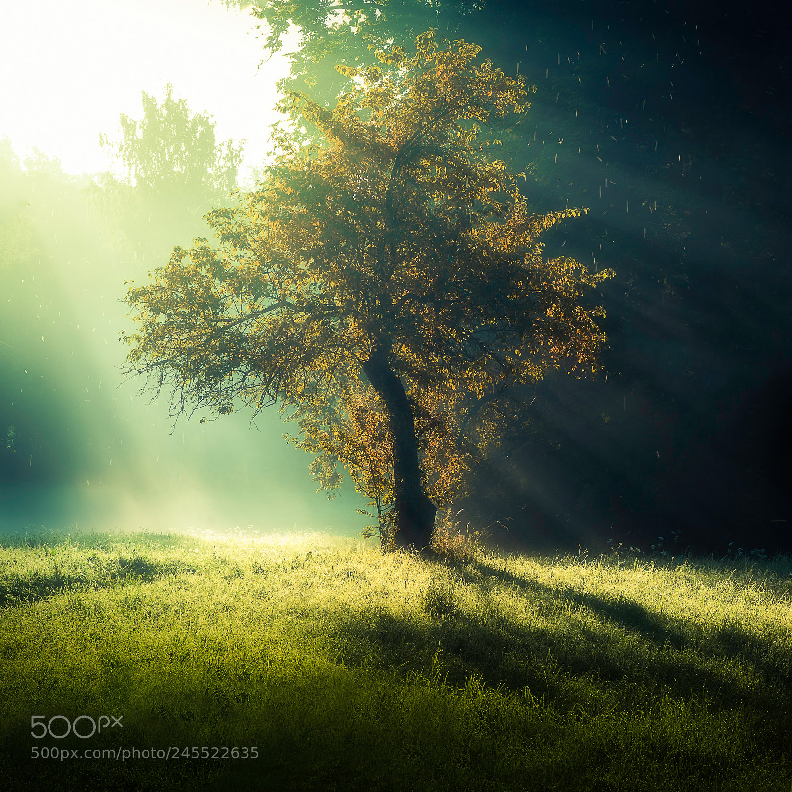 Canon EOS 40D sample photo. Tree and sun rays photography