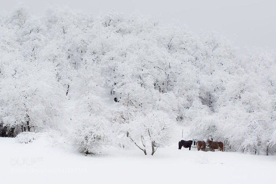 Pentax K-3 sample photo. Elurretan photography