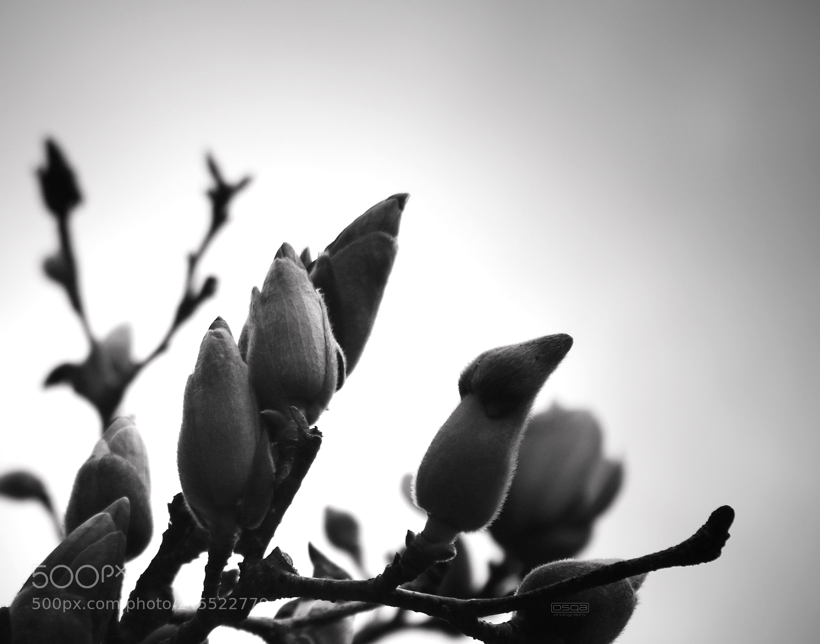 Canon EOS 750D (EOS Rebel T6i / EOS Kiss X8i) sample photo. Bloom photography