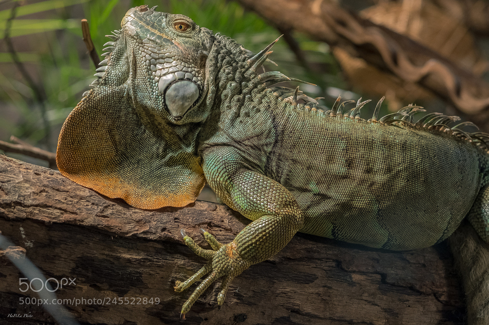 Fujifilm X-T2 sample photo. Tree reptile photography