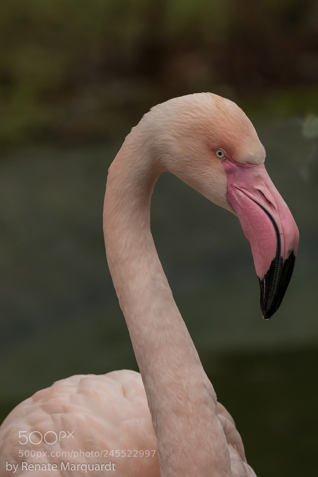 Canon EOS 7D Mark II sample photo. Rosa flamingo phoenicopterus ruber photography