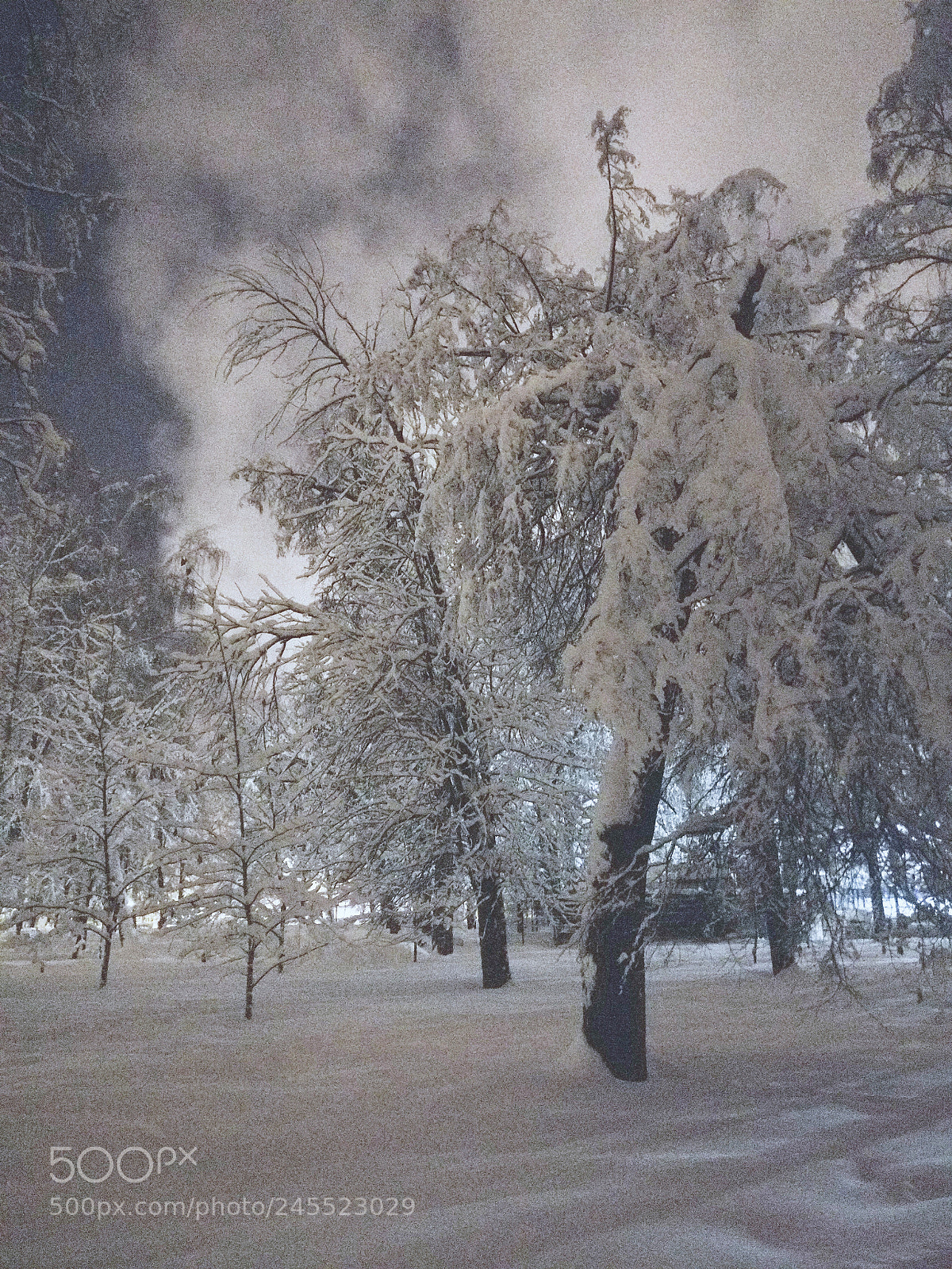 OnePlus A3003 sample photo. Frosty trees 2, winter 2018 photography