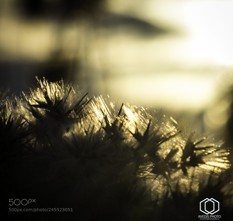 Sony a7 II sample photo. Nature photoshoot, st lawrence photography