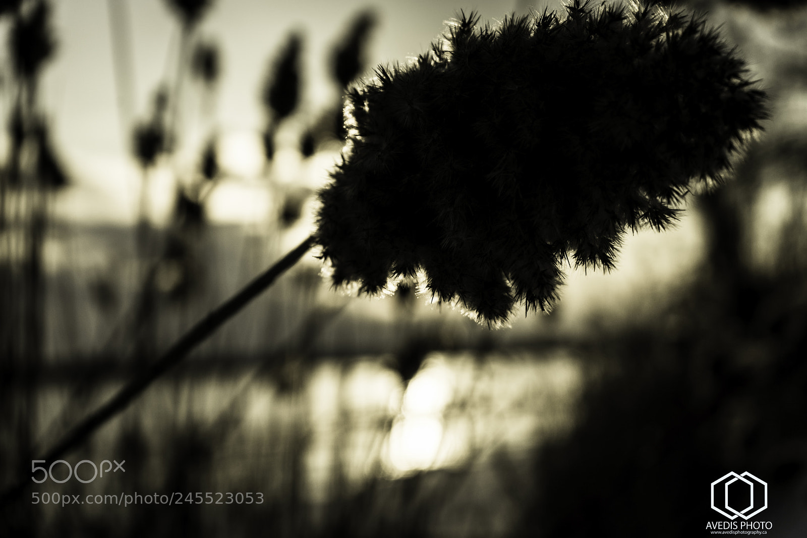 Sony a7 II sample photo. Février photography