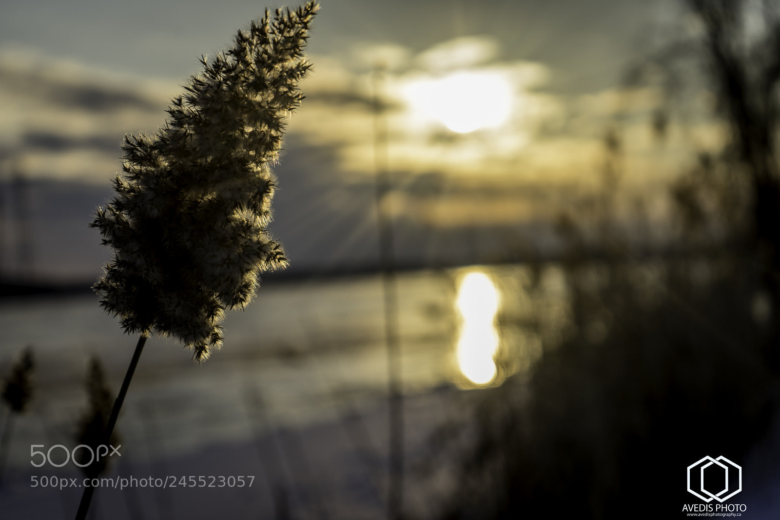 Sony a7 II sample photo. Nature photoshoot, st lawrence photography