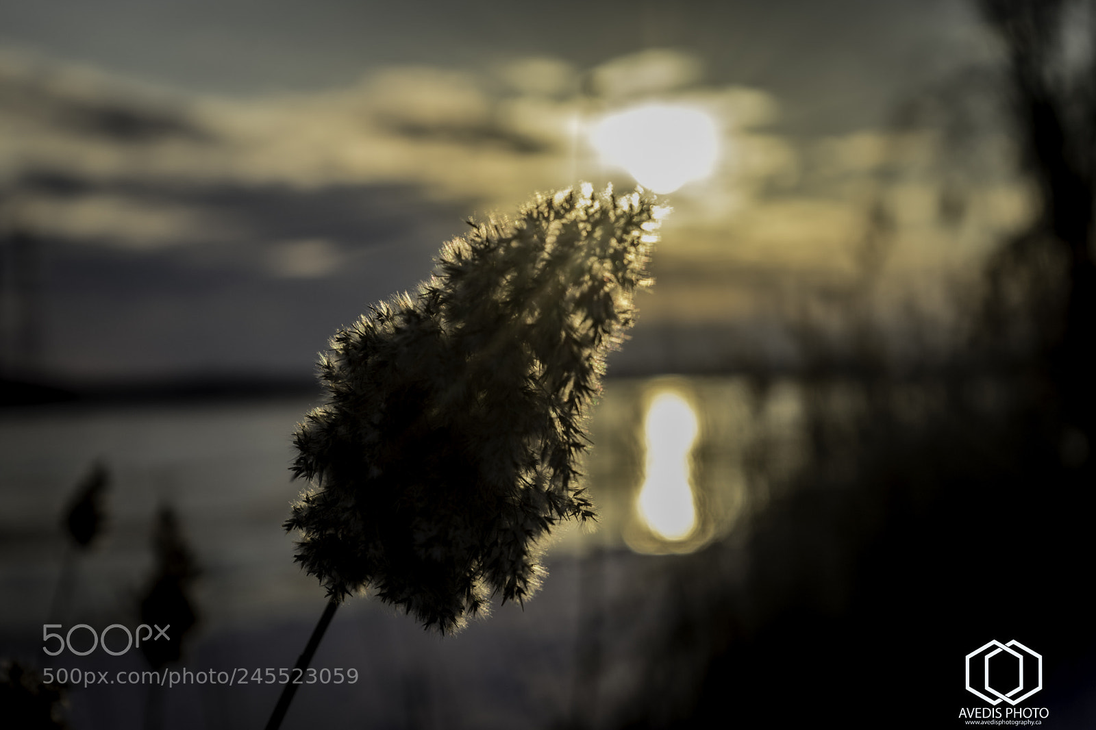 Sony a7 II sample photo. Nature photoshoot, st lawrence photography