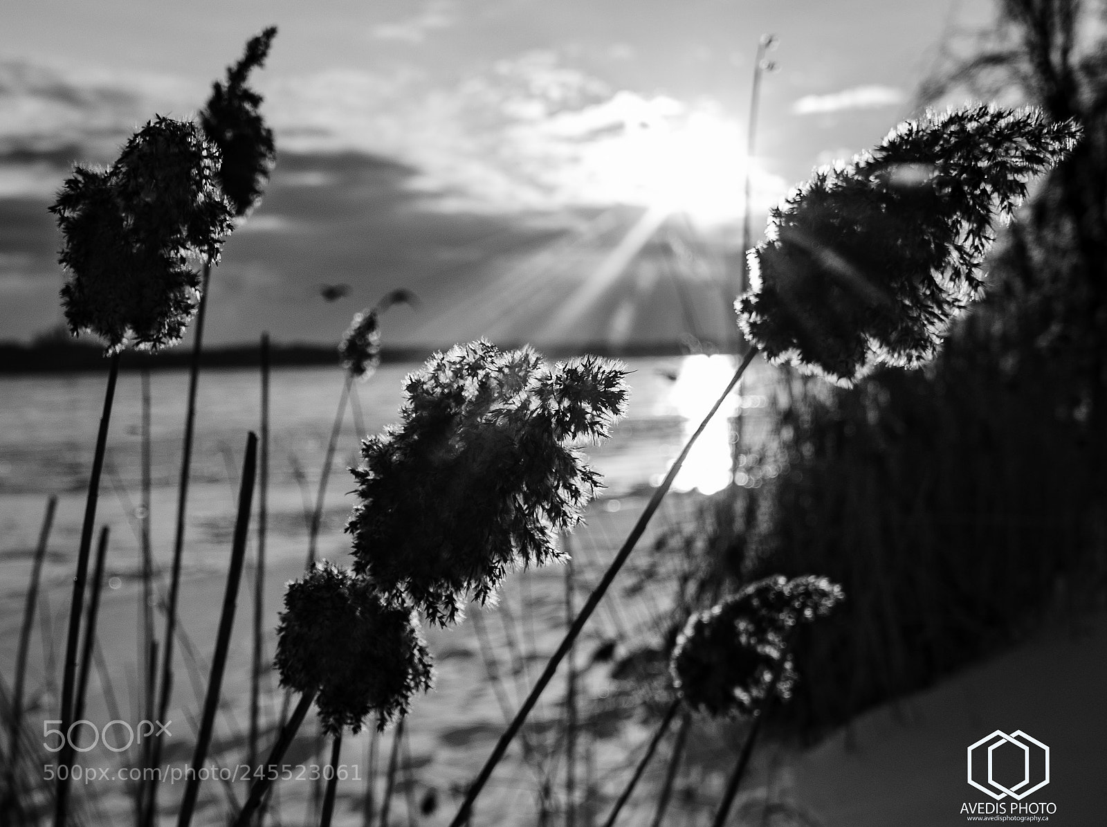 Sony a7 II sample photo. Nature photoshoot, st lawrence photography