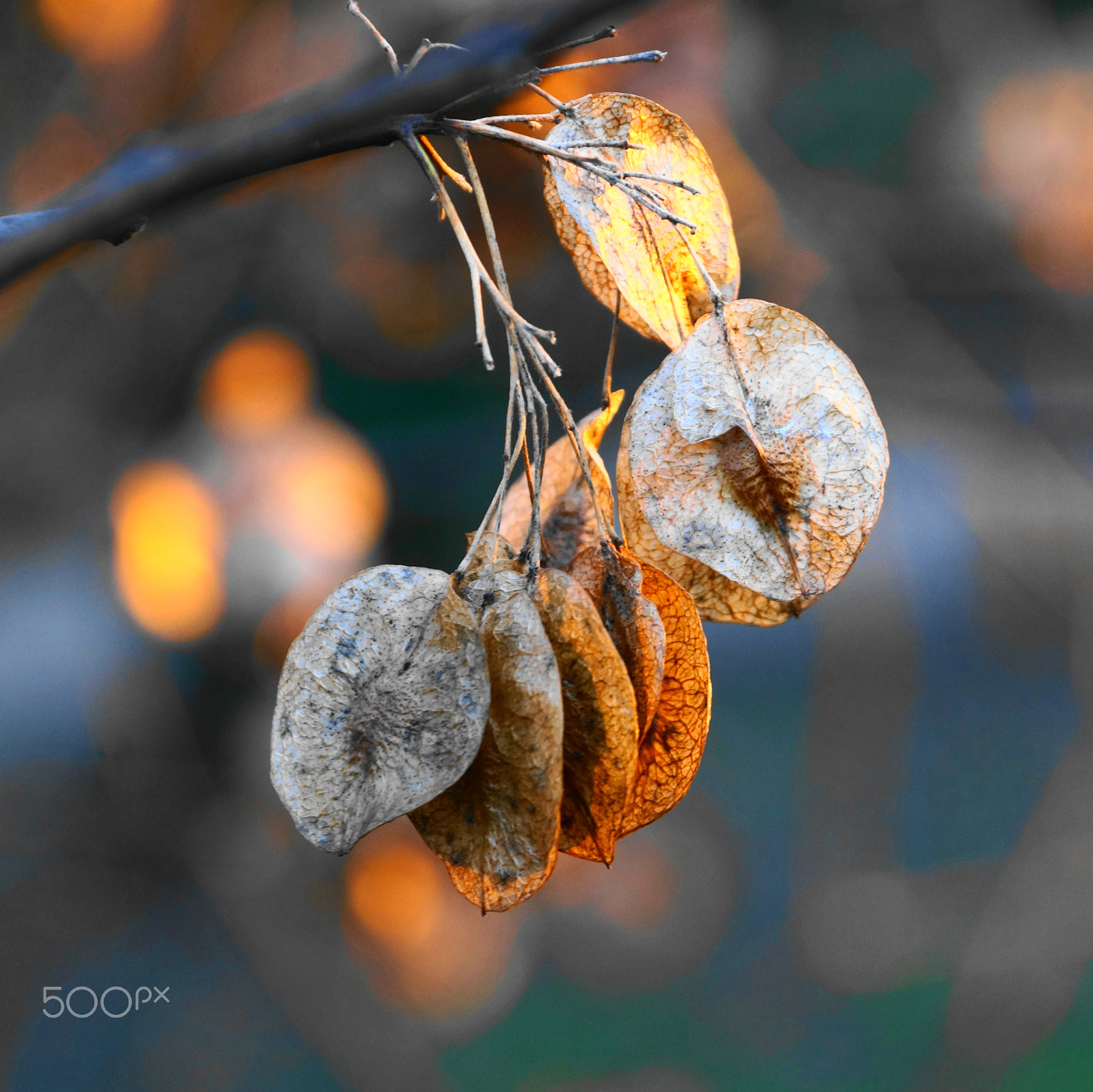 Sony DT 18-135mm F3.5-5.6 SAM sample photo. Golden leaves photography